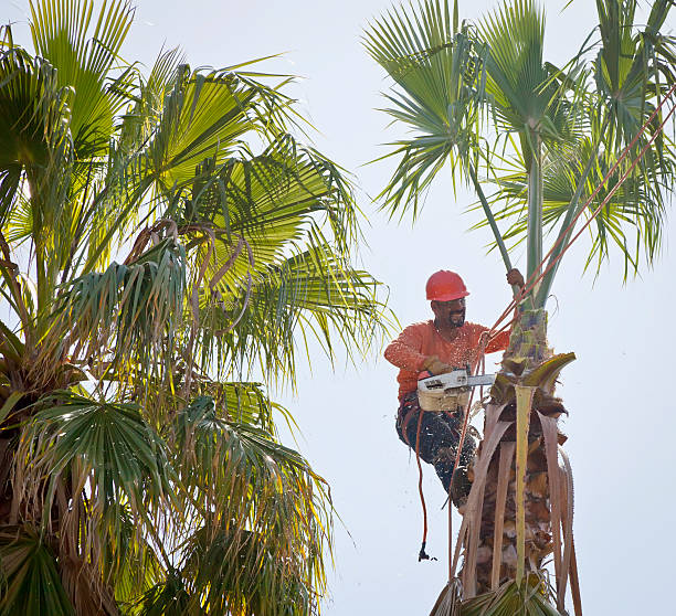 Best Palm Tree Trimming  in Middlesex, NJ